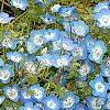 Nemophila menziesii, flowers