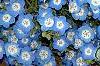 Nemophila menziesii, flowers
