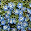 Nemophila menziesii, flowers