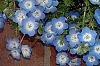 Nemophila menziesii, flowers