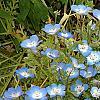 Nemophila menziesii, flowers