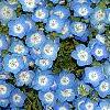 Nemophila menziesii, flowers