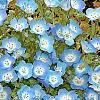 Nemophila menziesii, flowers