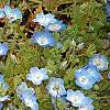 Nemophila menziesii, flowers