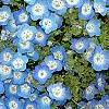 Nemophila menziesii, flowers