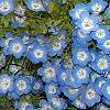 Nemophila menziesii, flowers