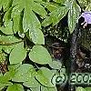 Phacelia bipinnatifida, habit