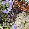 Phacelia bipinnatifida, habit