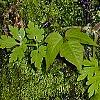 Phacelia bipinnatifida, habit