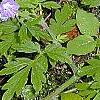 Phacelia bipinnatifida, habit