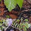 Phacelia bipinnatifida, habit