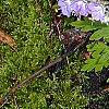 Phacelia bipinnatifida, habit