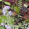Phacelia bipinnatifida, habit