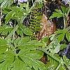 Phacelia bipinnatifida, habit