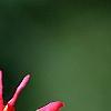 Illicium floridanum, flowers