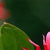 Illicium floridanum, flowers
