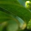 Illicium floridanum, flowers
