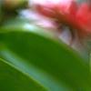 Illicium floridanum, flowers