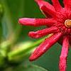 Illicium floridanum, flowers