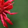 Illicium floridanum, flowers