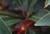 Illicium floridanum, flowers