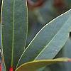 Illicium floridanum, flowers