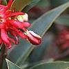 Illicium floridanum, flowers