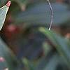 Illicium floridanum, flowers