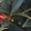 Illicium floridanum, flowers
