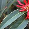 Illicium floridanum, flowers