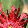 Illicium floridanum, flowers