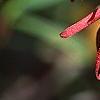 Illicium floridanum, flowers