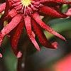 Illicium floridanum, flowers