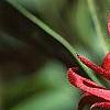 Illicium floridanum, flowers
