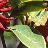 Illicium floridanum, flowers