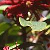 Illicium floridanum, flowers
