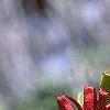 Illicium floridanum, flowers