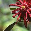Illicium floridanum, flowers