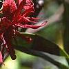 Illicium floridanum, flowers