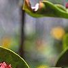 Illicium floridanum, flowers