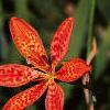 Iris domestica, flowers