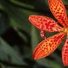 Iris domestica, flowers