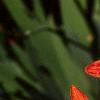 Iris domestica, flowers