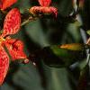 Iris domestica, flowers