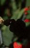 Iris domestica, flowers