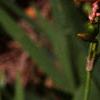 Iris domestica, flowers