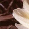 Crocus 'Cream Beauty', habit