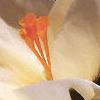 Crocus 'Cream Beauty', habit