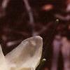 Crocus 'Cream Beauty', habit