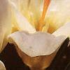Crocus 'Cream Beauty', habit